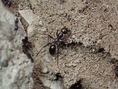 Cataglyphis piliscapa