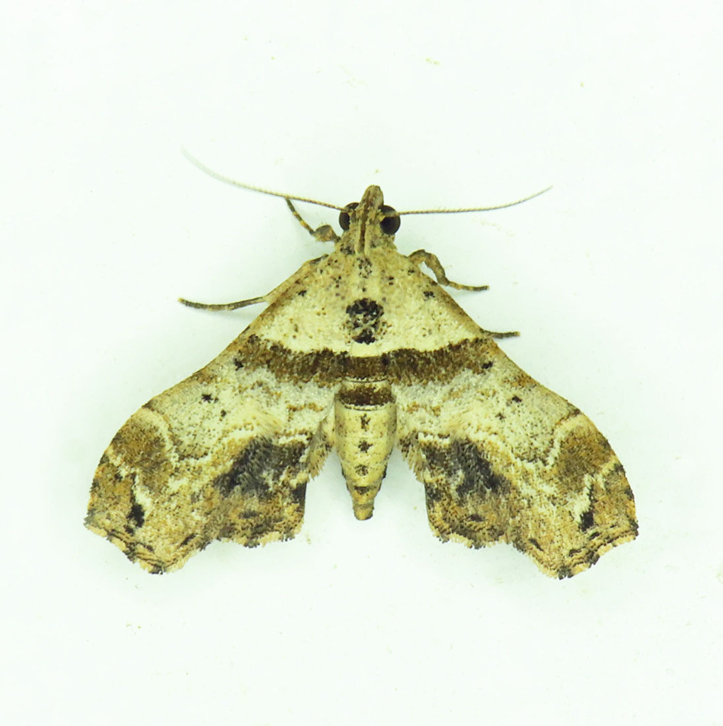 Lascoria maronialis