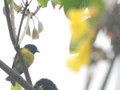 Spinus xanthogastrus