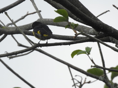 Spinus xanthogastrus