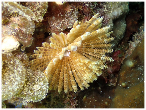 Photo of Indo-Pacific feather duster (Sabellastarte spectabilis)