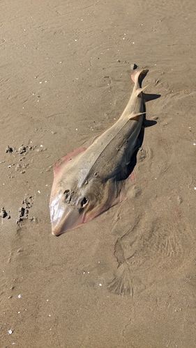 Guitarfish (Pseudobatos productus) — Rhinobatidae