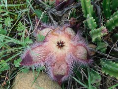 Stapelia hirsuta