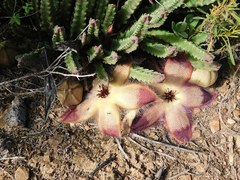 Stapelia hirsuta