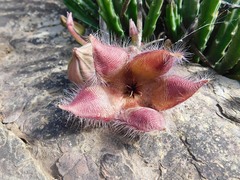 Stapelia hirsuta