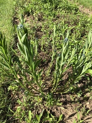 Amsonia tabernaemontana