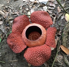 Rafflesia