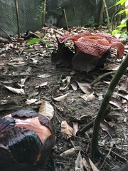 Rafflesia