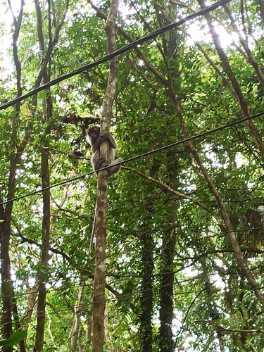 Macaca fascicularis