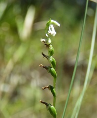 Spiranthes eatonii