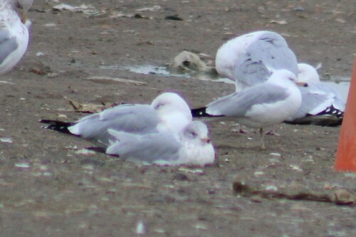 Ring-billed Gull photographed in Washington