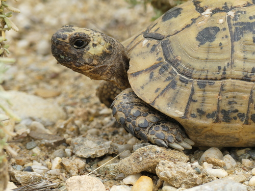 Greek Tortoise