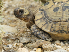 Spur-Thighed Tortoise photo 3