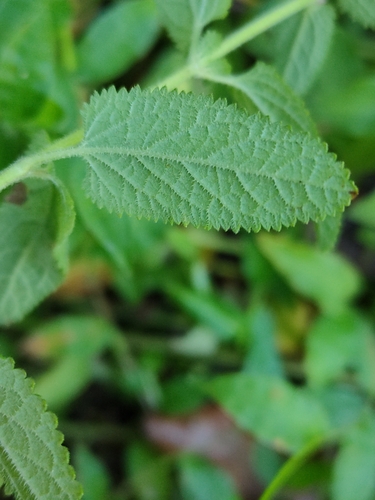 Image of Teucrium argutum by (c) Tony van Kampen, some rights reserved (CC BY)