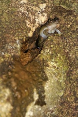 Kurixalus eiffingeri