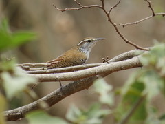 Thryophilus pleurostictus