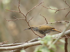 Thryophilus pleurostictus