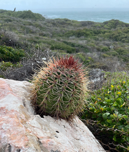 Melocactus caroli-linnaei