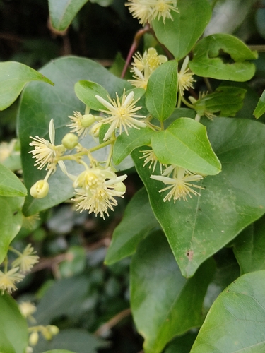 Image of Clematis glycinoides by (c) Tony van Kampen, some rights reserved (CC BY)
