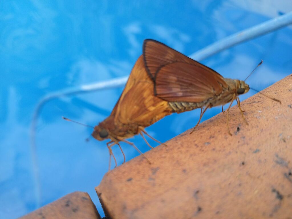 Orange Palm Dart from 17 Pembroke Dr, Somerville VIC 3912, Australia on March 6, 2024 at 0439