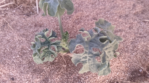 Watermelon (Citrullus amarus)
