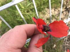 Papaver rhoeas