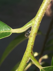 Lophyraspis