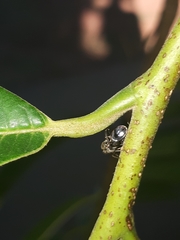 Lophyraspis