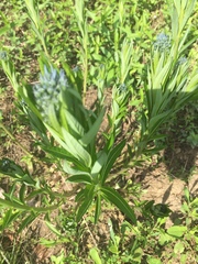 Amsonia tabernaemontana