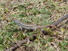 Leiocephalus raviceps