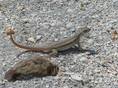 Leiocephalus raviceps