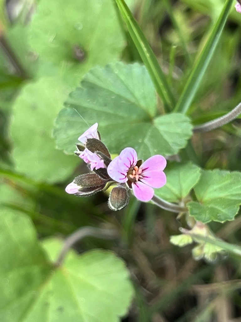 Pelargonium helmsii