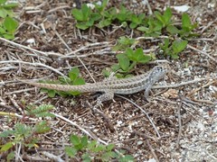 Leiocephalus raviceps