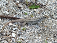 Leiocephalus raviceps