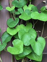 Aristolochia tomentosa
