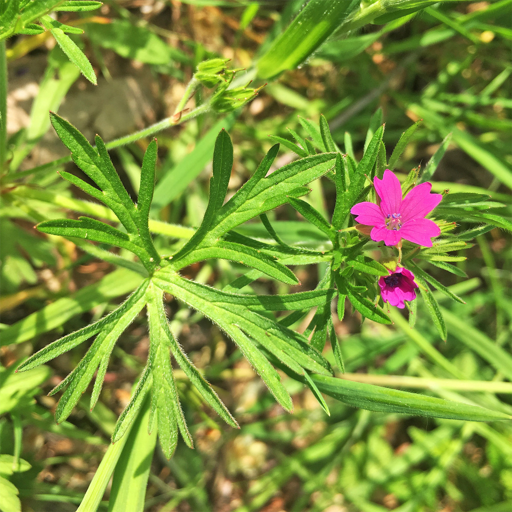 Cut Leaved Crane S Bill From A D Sseldorf Nordrhein Westfalen De