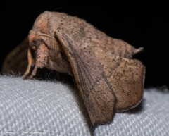 Cicinnus melsheimeri