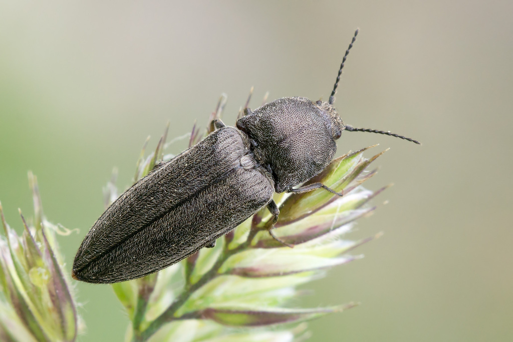 Cidnopus pilosus