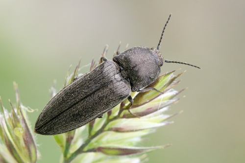 How to identify Cidnopus pilosus (Leske, 1785)