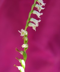 Spiranthes eatonii