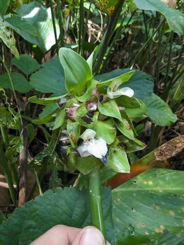 Goeppertia capitata (Goeppertia capitata)