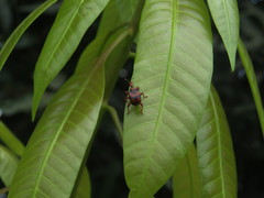 Strigapoderus tranquebaricus