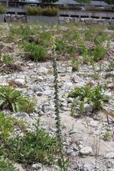 Verbascum boerhavii