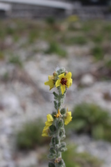 Verbascum boerhavii