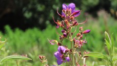 Dissotis princeps