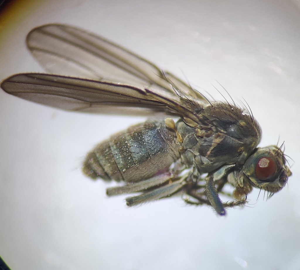Teichomyza
