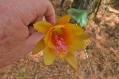 Disocactus aurantiacus