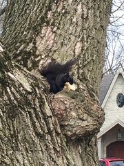 Sciurus carolinensis