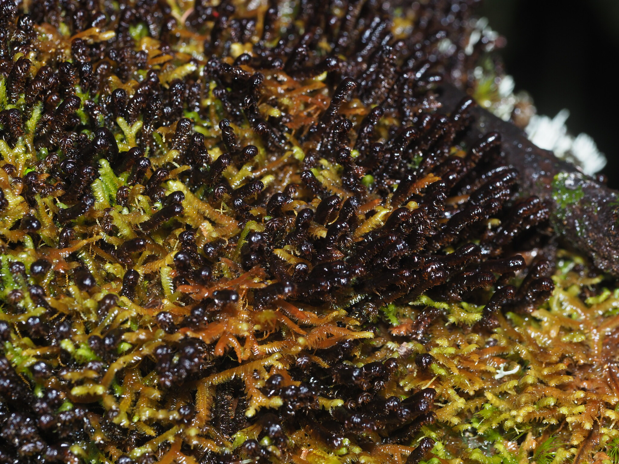 Anastrophyllum fissum