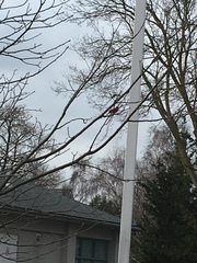 Cardinalis cardinalis